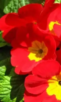 Primrose Flowers Puzzle-Spiel Screen Shot 0