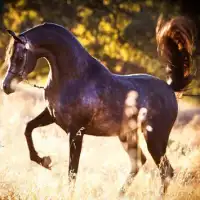 Cool Arabian Horse Game Screen Shot 0