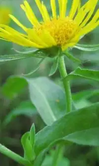 Elecampane Fiori Jigsaw Puzzle Screen Shot 0