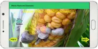 Maize Pests and Diseases Screen Shot 3