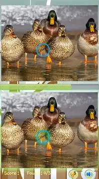 Localizar Duck jogo diferença Screen Shot 2