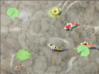 Feed the Koi fish Kids Game Screen Shot 2
