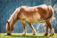 Horses Jigsaw Puzzles Collection Screen Shot 3