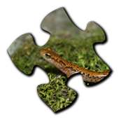 Salamander Jigsaw Puzzles