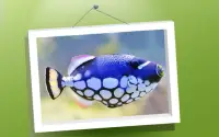 Животные Головоломка: Рыбки Screen Shot 1