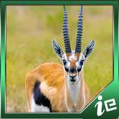 Beautiful Gazelle Simulator