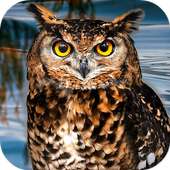 Owl Burung Simulator