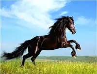 الحصان اللغز ألعاب مجانية Screen Shot 5