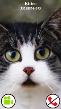 ビデオ 偽のコール猫のゲーム Screen Shot 2