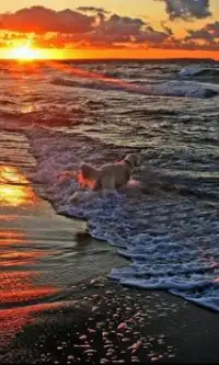 مدهش الكلب بانوراما الألغاز Screen Shot 0