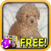 3D Mini Poodle Slots - Free