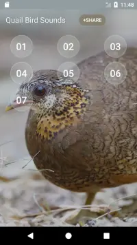 Burung puyuh Screen Shot 3