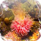 Sea anemone Jigsaw Puzzles