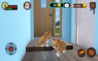 Pomeranian Dog Simulator Screen Shot 23
