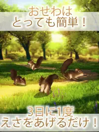 かわいいリス育成ゲーム - 完全無料！癒しのりす育成アプリ Screen Shot 4