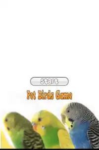 Pet Birds Game Screen Shot 2