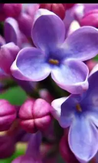Lilac Flowers Jigsaw Puzzle Screen Shot 2