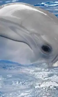 Golfinhos quebra-cabeças Screen Shot 2