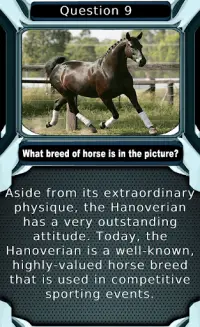 My Horse & Pony Breeds Quiz HD Screen Shot 2