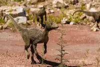 Puzzles Jurassic Park Tiere 🧩🦖🧩🦕️🧩 Screen Shot 6