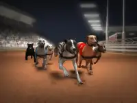 Greyhound Dog Racing Simulator Screen Shot 3