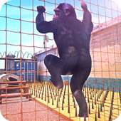 النخبة القرود التدريب الحرة