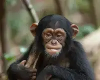 الشمبانزي بانوراما الألغاز Screen Shot 3