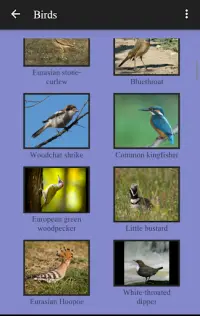 104 Birds Quiz Screen Shot 6