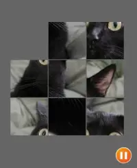 Cat Face Puzzle Screen Shot 5
