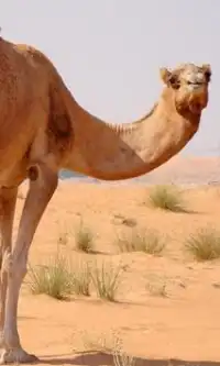 Camel quebra-cabeças Screen Shot 0