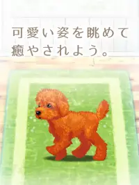 癒しの子犬育成ゲーム〜トイプードル編〜 Screen Shot 4