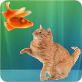 Cat Fishing Nice Free Game!