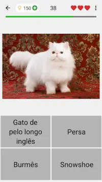 Gatos e gatas: Quiz sobre todas as raças populares Screen Shot 3