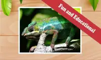 Top Free Animal Games: Lizards Screen Shot 3