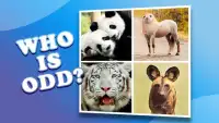 4 pictures 1 odd: animals, pets, who is differ? Screen Shot 1