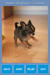 Cute Chihuahua Jigsaw Puzzles Screen Shot 6