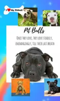 Pitbull Game Jigsaw Puzzle - New Dog Game App Screen Shot 1