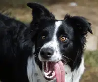 Border Collie Jigsaw Puzzle Screen Shot 4