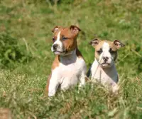 Staffordshire Terrier american Screen Shot 4