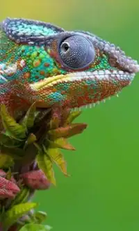 Chameleon quebra-cabeças Screen Shot 1