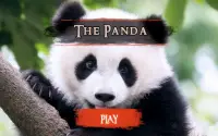 The Panda Screen Shot 17