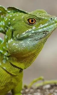 Reptiles and Lizard Jigsaw Puzzles Screen Shot 2
