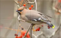 Sparrows Puzzle Screen Shot 1