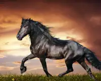 Game Horse Puzzle Free Screen Shot 4