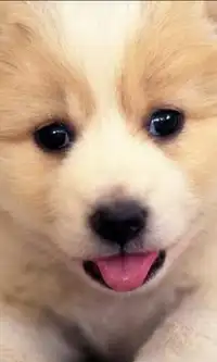 犬のかわいいジグソーパズル Screen Shot 0