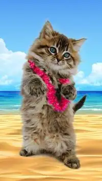 Funny cats Dancing and playing Screen Shot 10