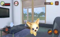Chihuahua Dog Simulator Screen Shot 22