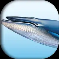 Голубой кит (помогая игре) Screen Shot 0