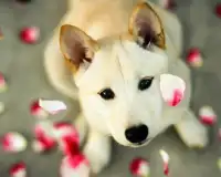 Teka-teki Jigsaw Cute Pets Screen Shot 4