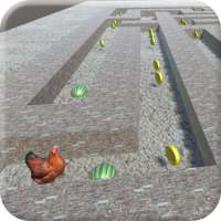 Angry Chicken (3D Maze)